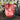 Popsicle Single Pannier 25L